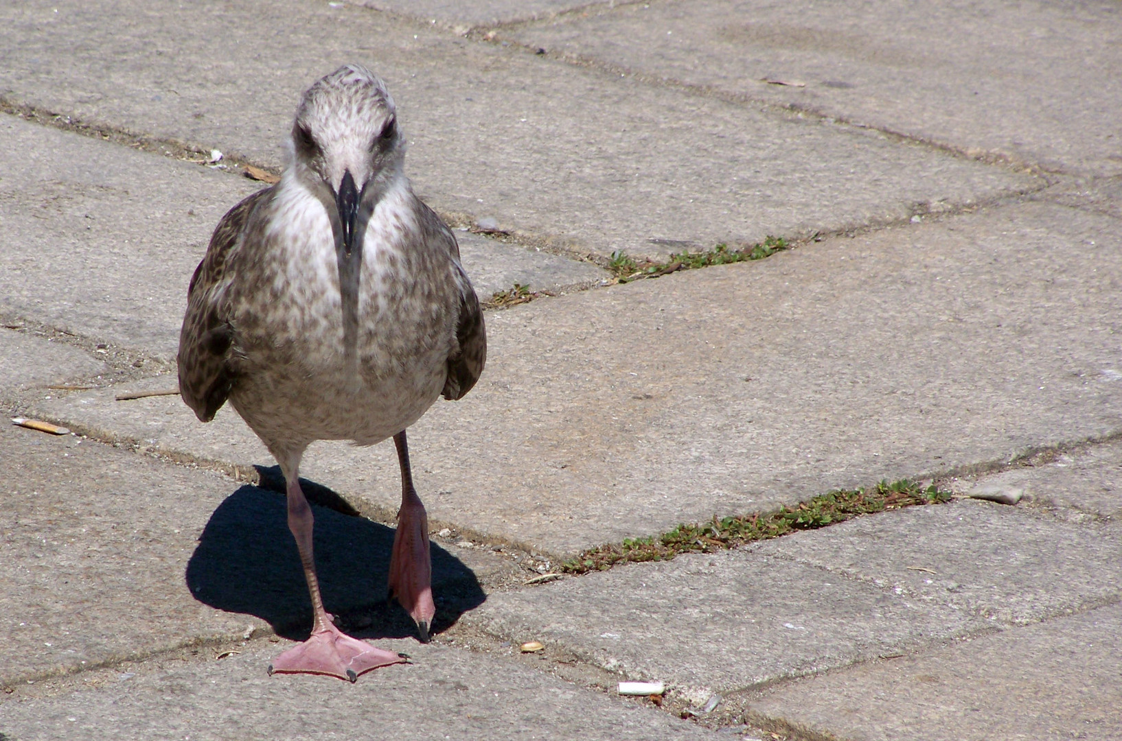 Gaviota andando