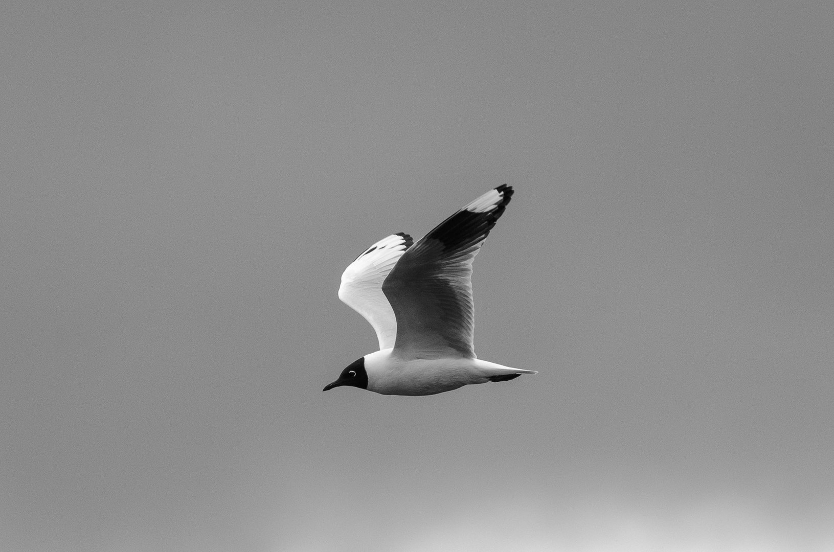 Gaviota Andina