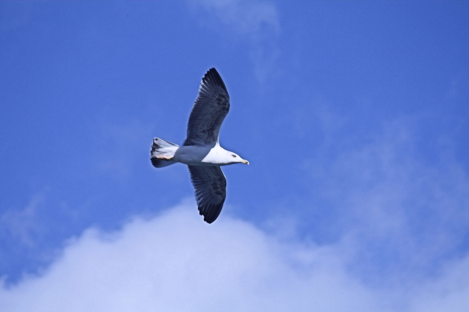 Gaviota argéntea