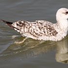 Gaviota argéntea, Gaviota europea