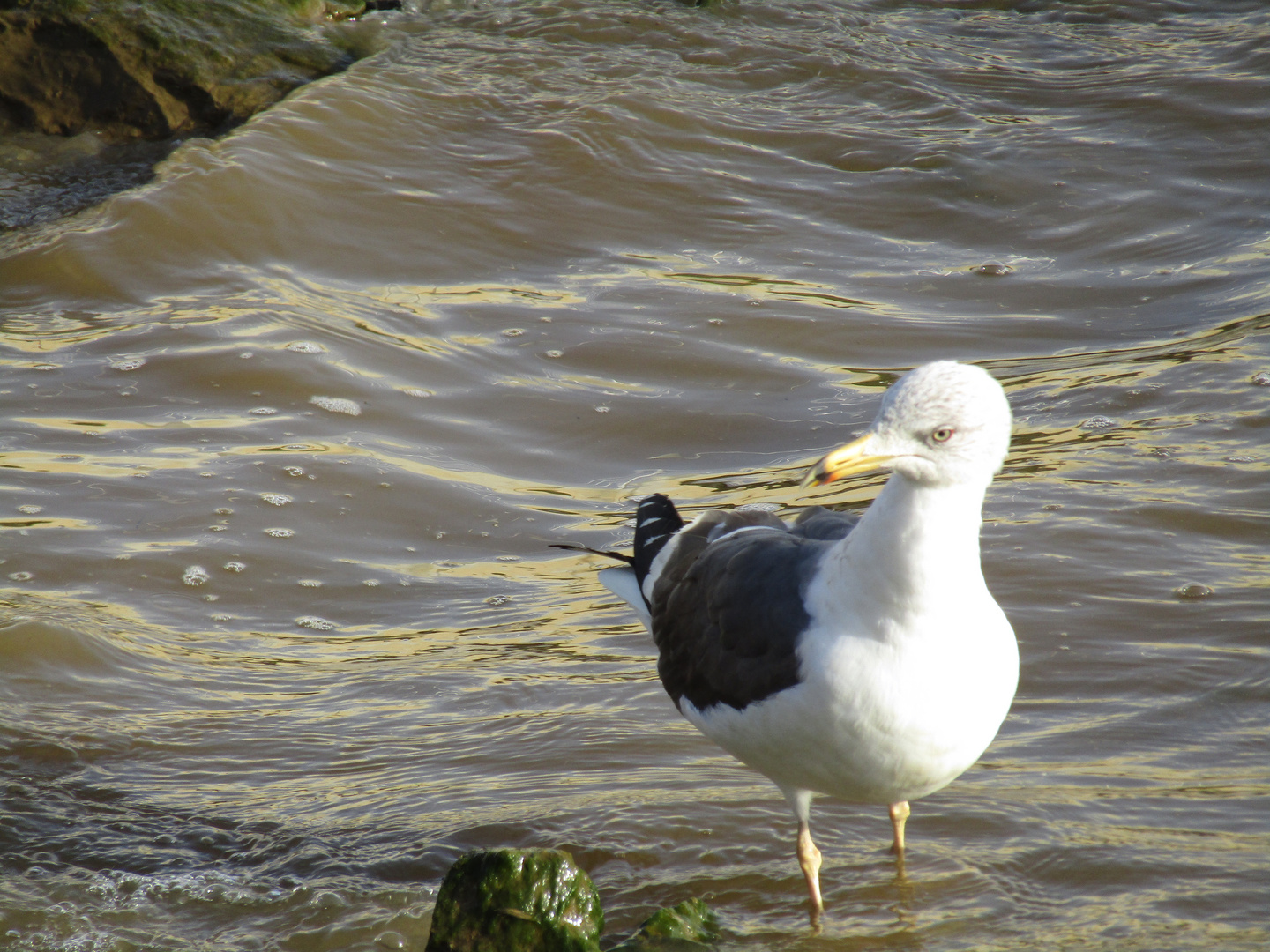 gaviota argéntea (Larus argentatus)