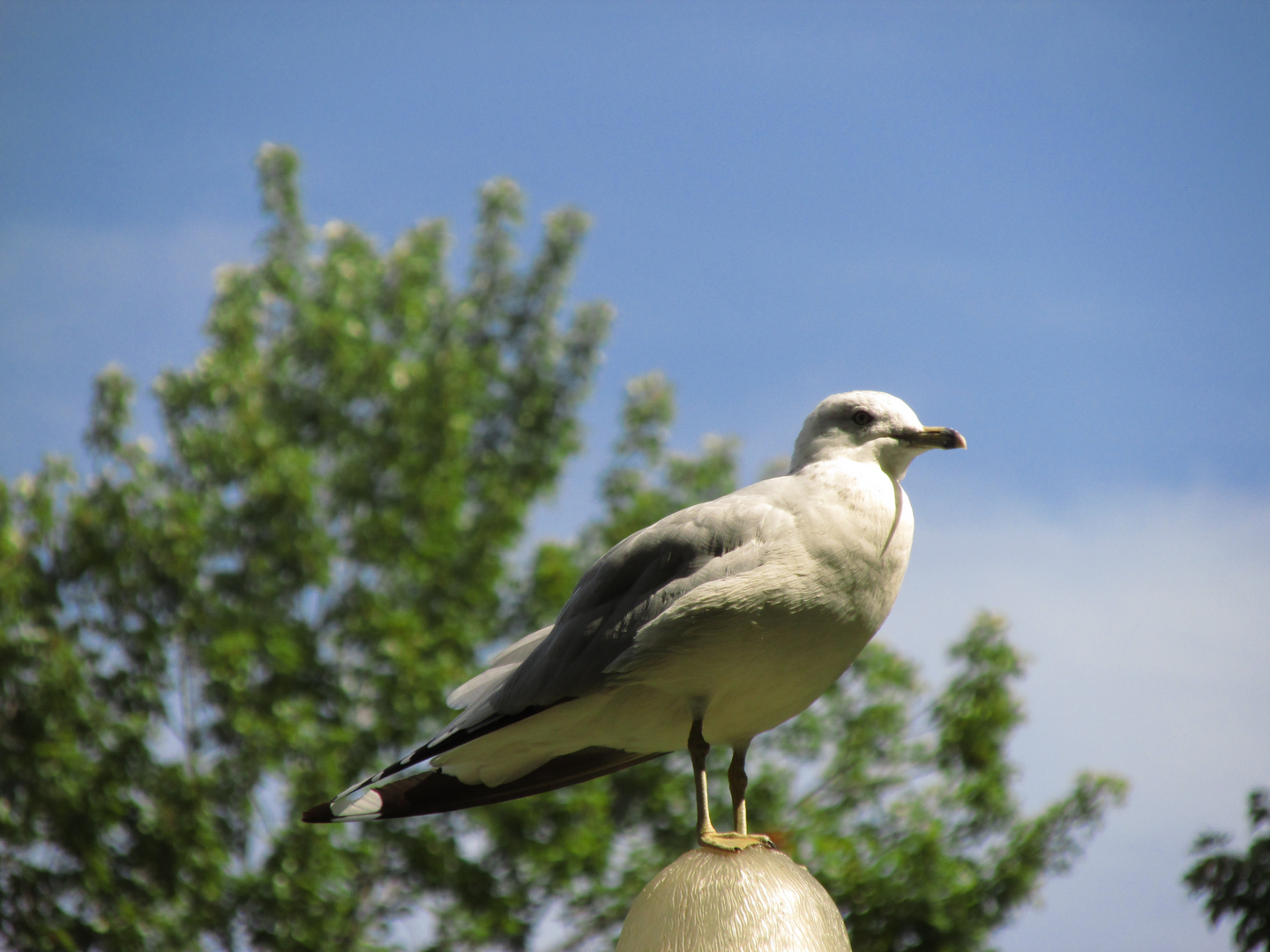 gaviota