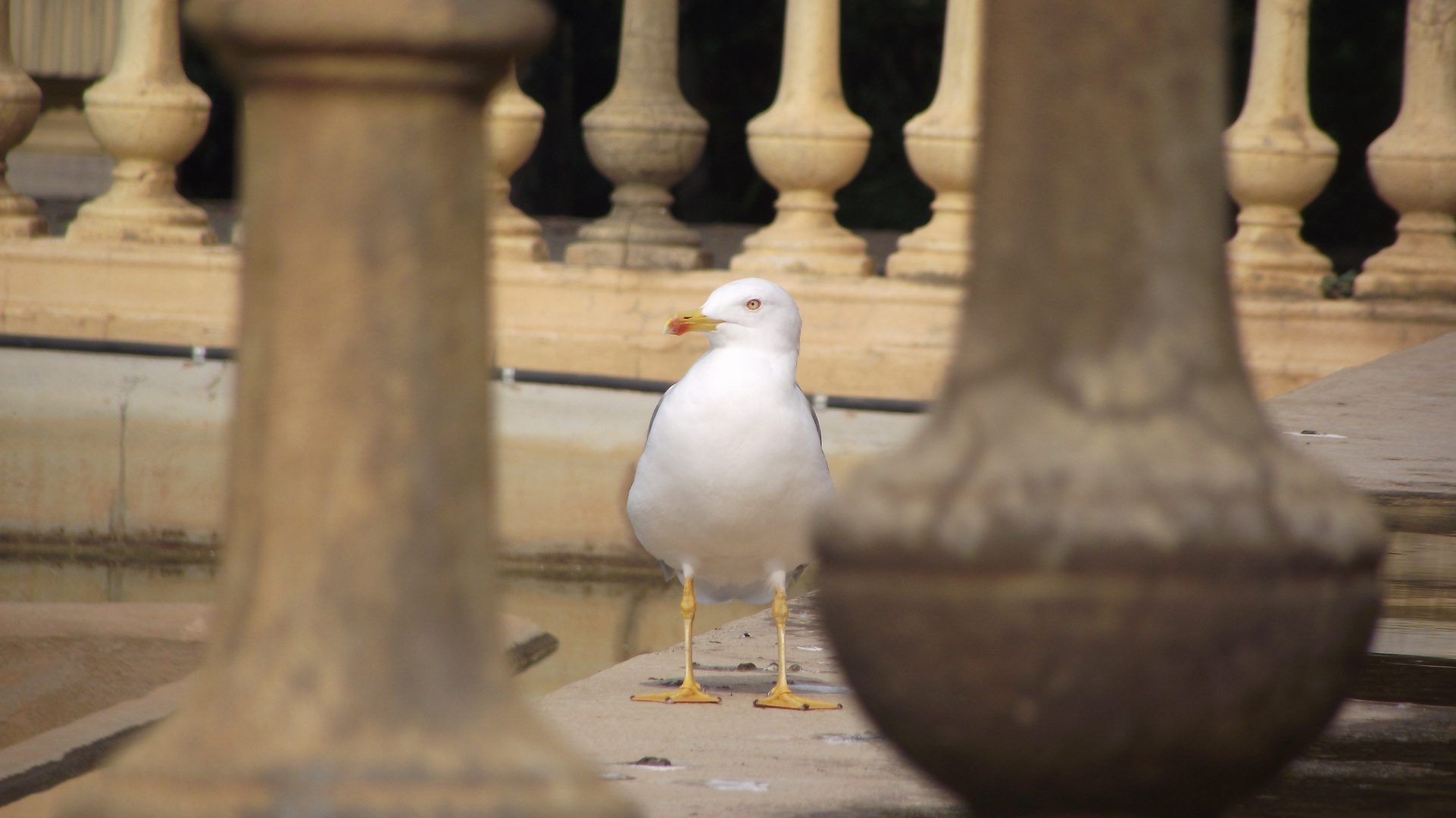 Gaviota (Barcelona)