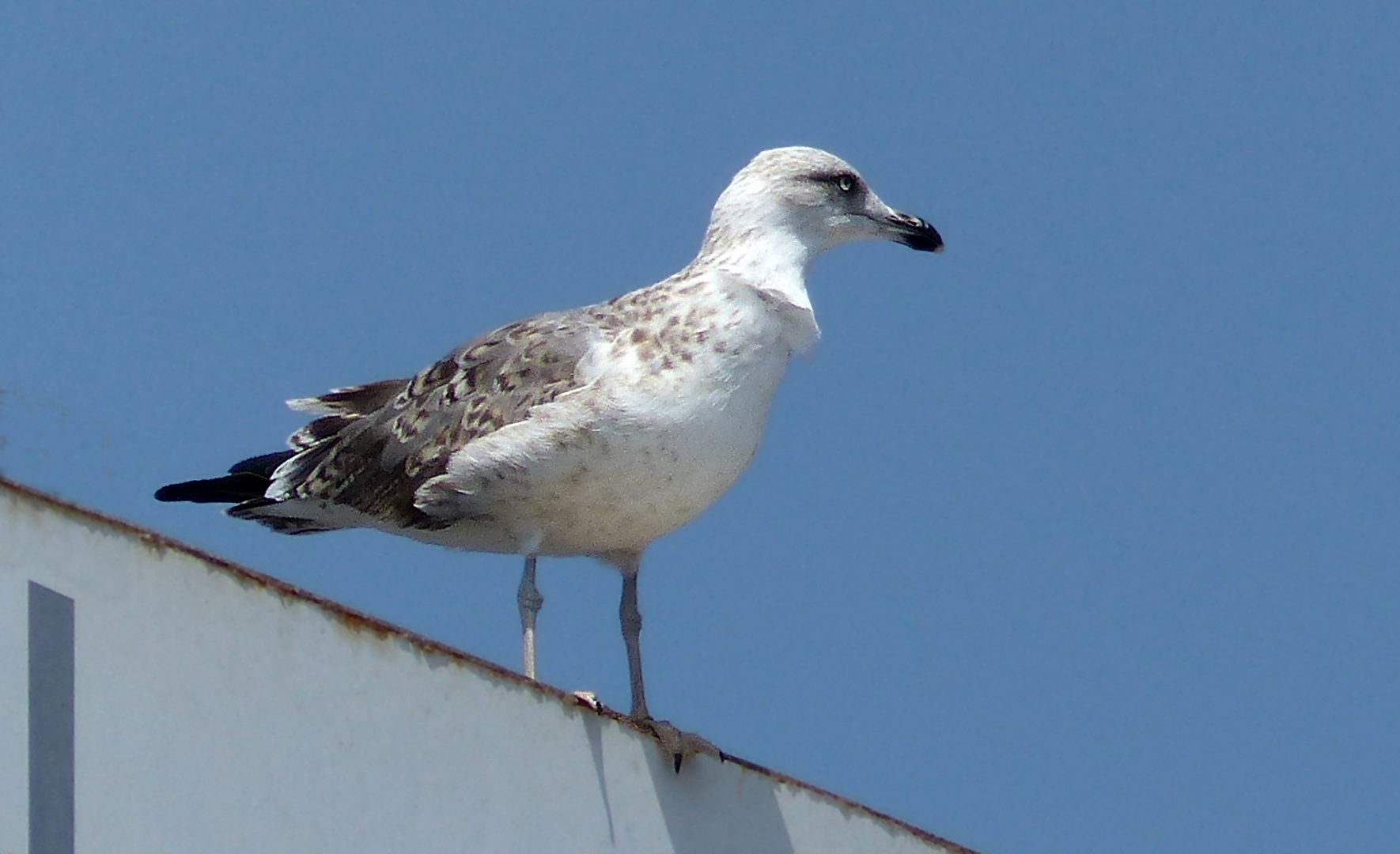 gaviota blanca