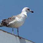 gaviota blanca