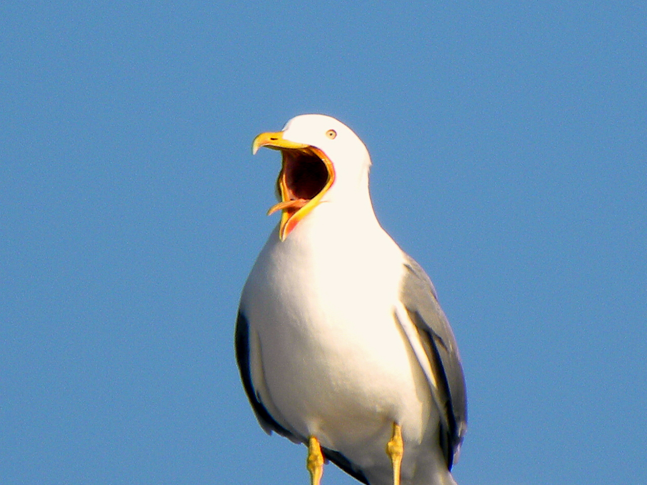 Gaviota bostezando