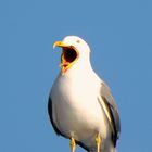 Gaviota bostezando