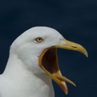 gaviota bostezando