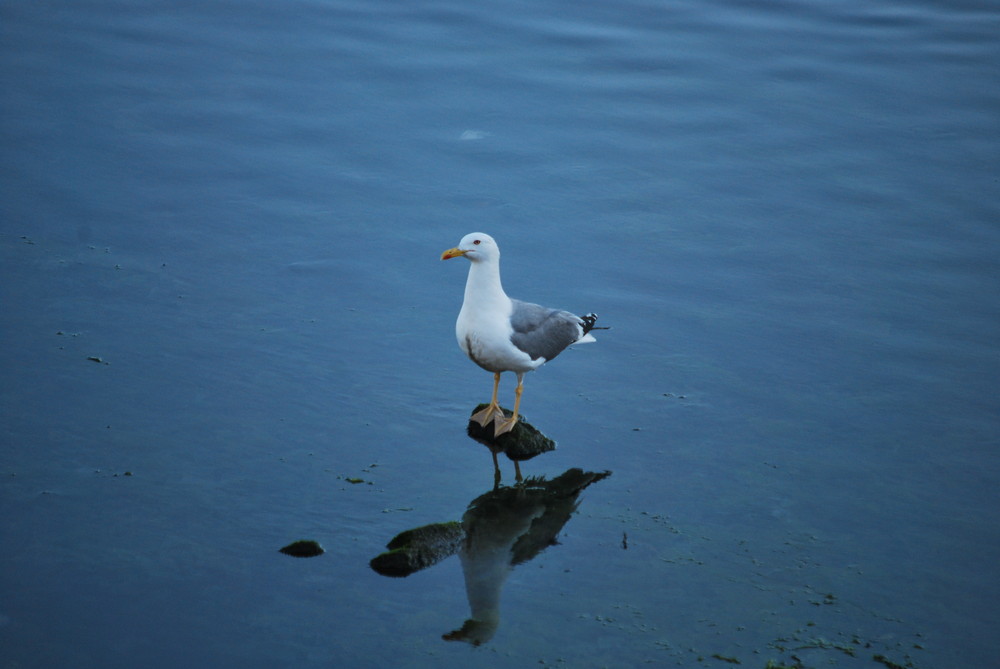 Gaviota