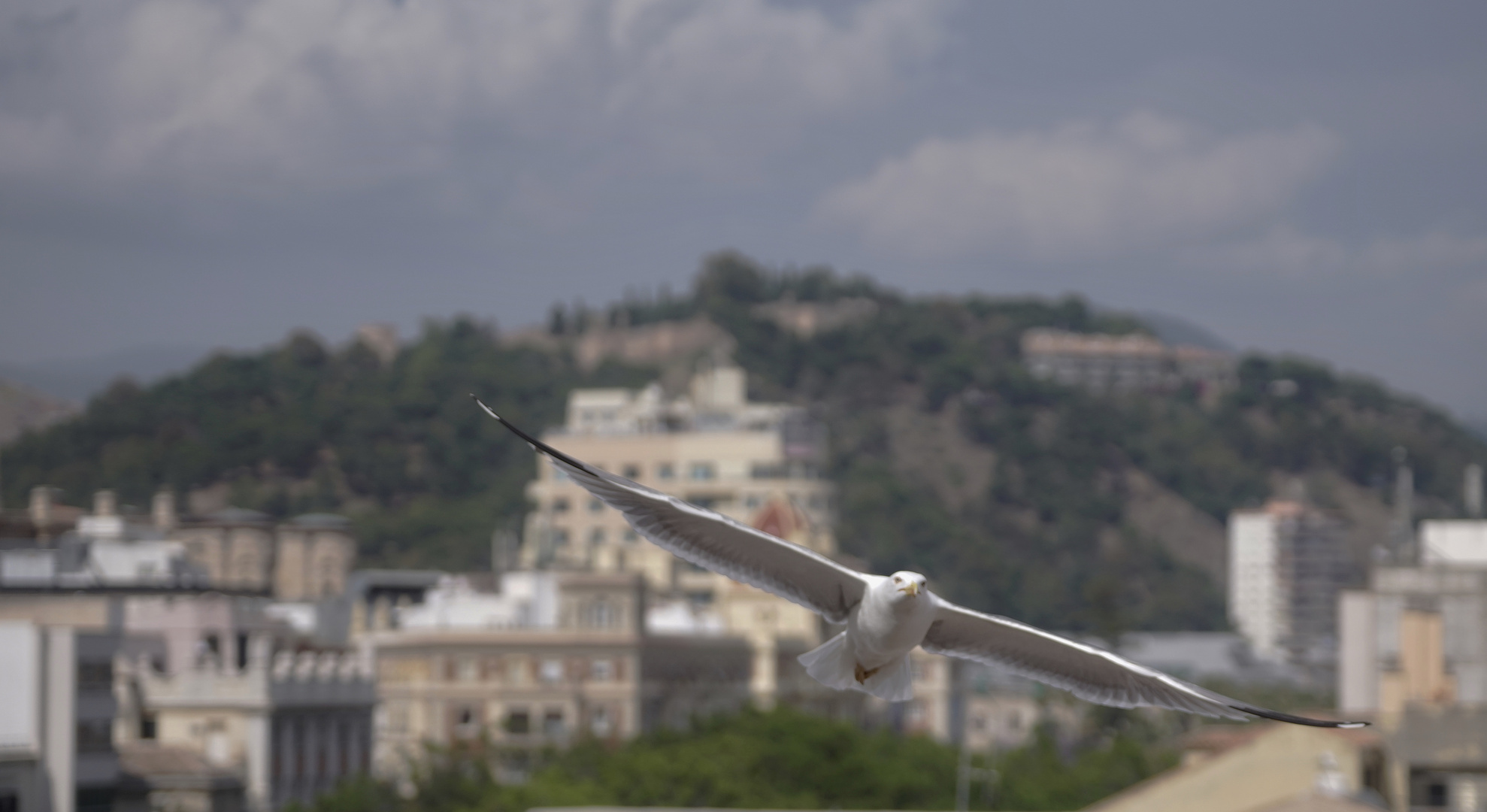 Gaviota