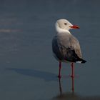 Gaviota cabecigrís