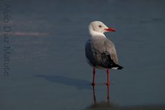 Gaviota cabecigrís