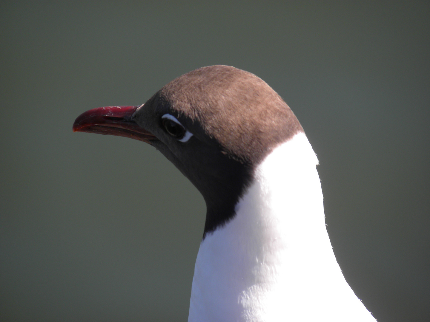 gaviota cahuil