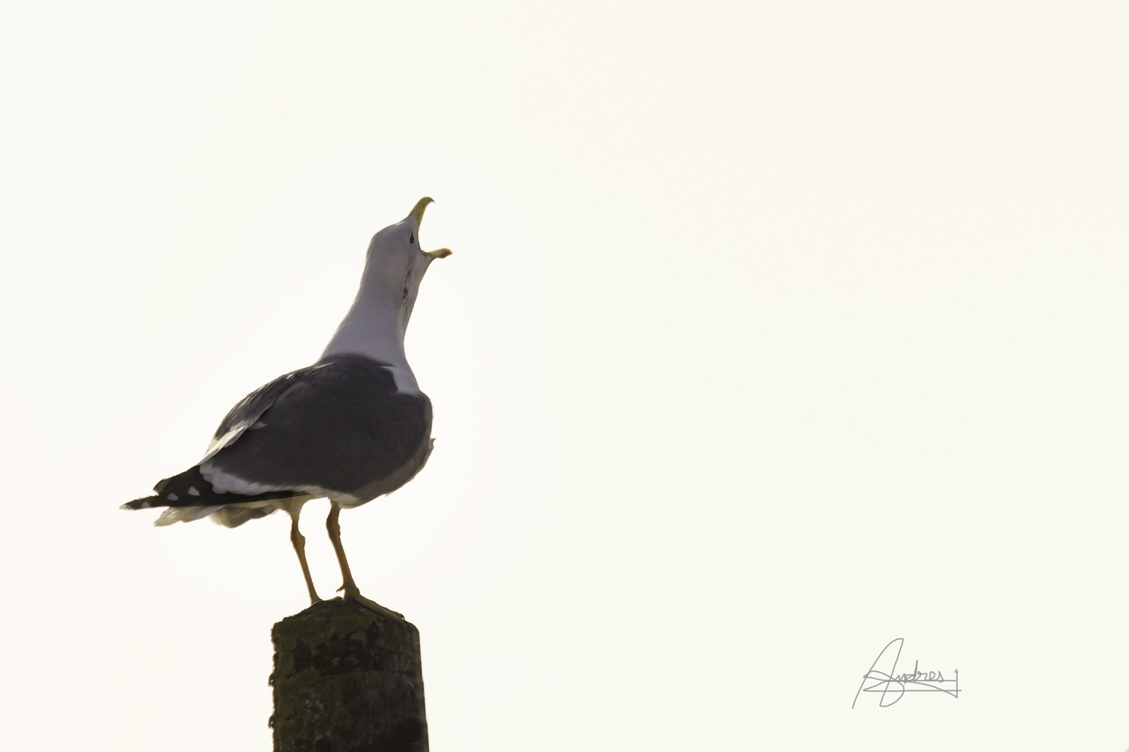 Gaviota cantando?