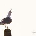 Gaviota cantando?