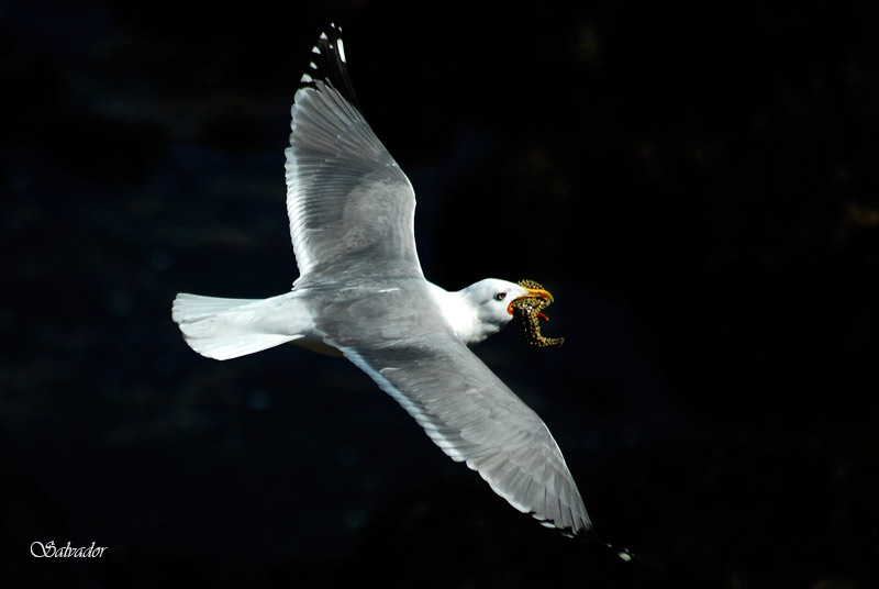 " Gaviota con estrella "