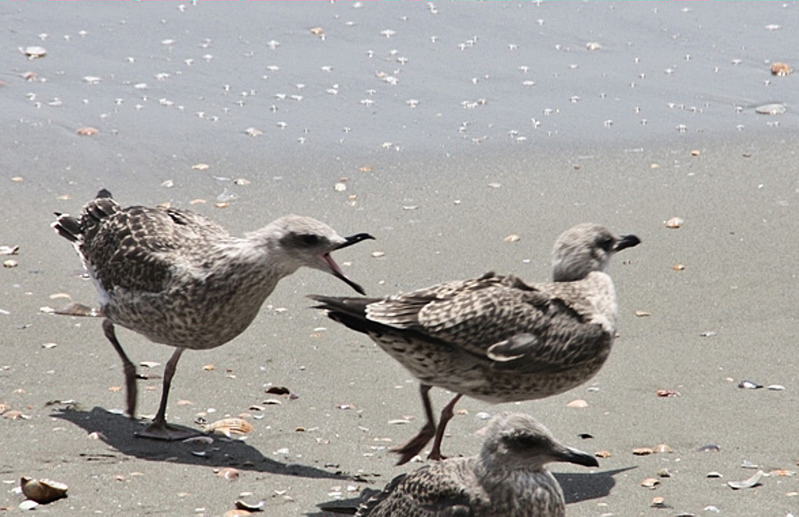 Gaviota con malas pulgas