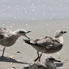 Gaviota con malas pulgas