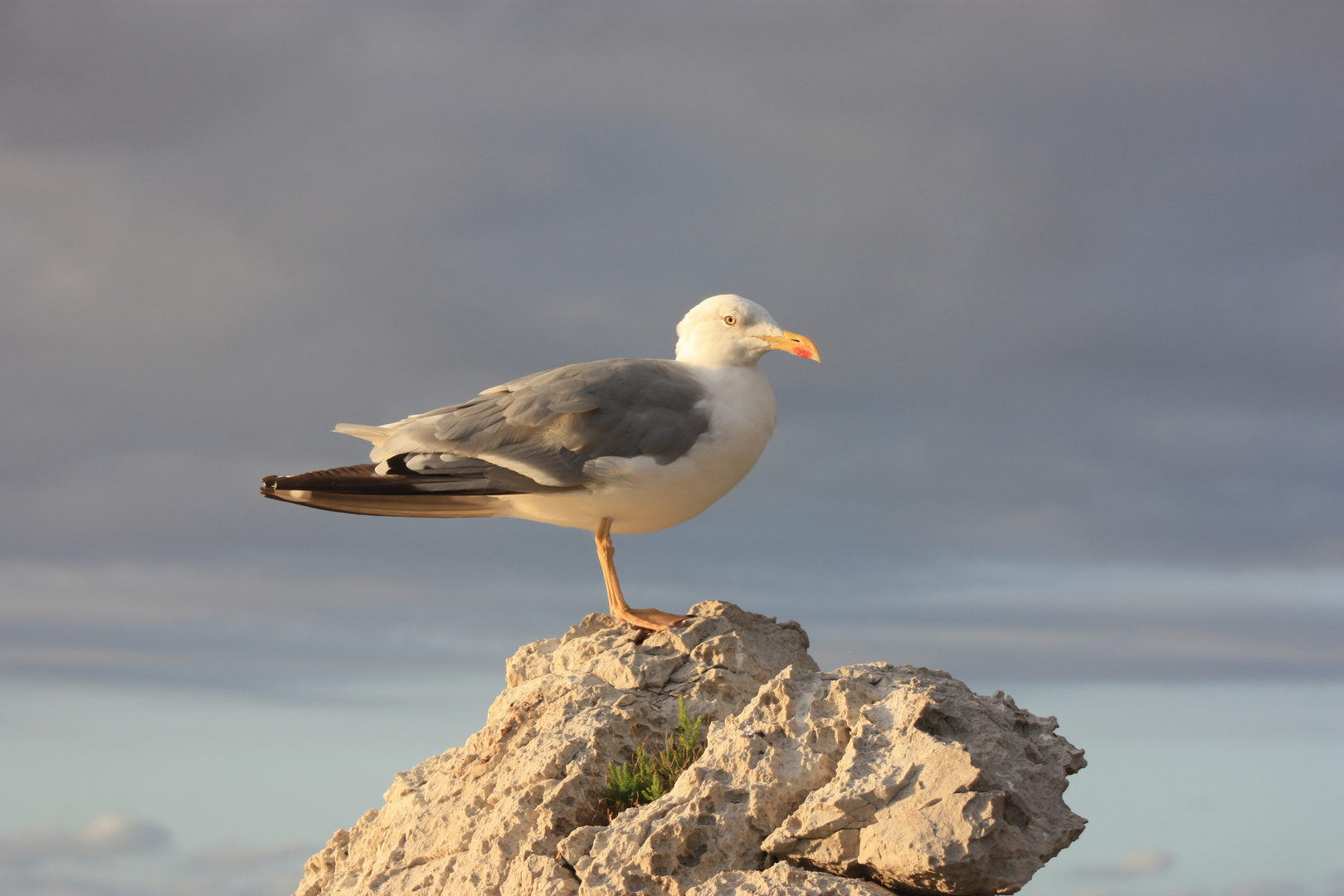 Gaviota Curiosa