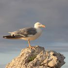 Gaviota Curiosa