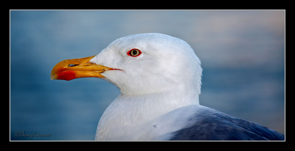 Gaviota