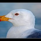 Gaviota