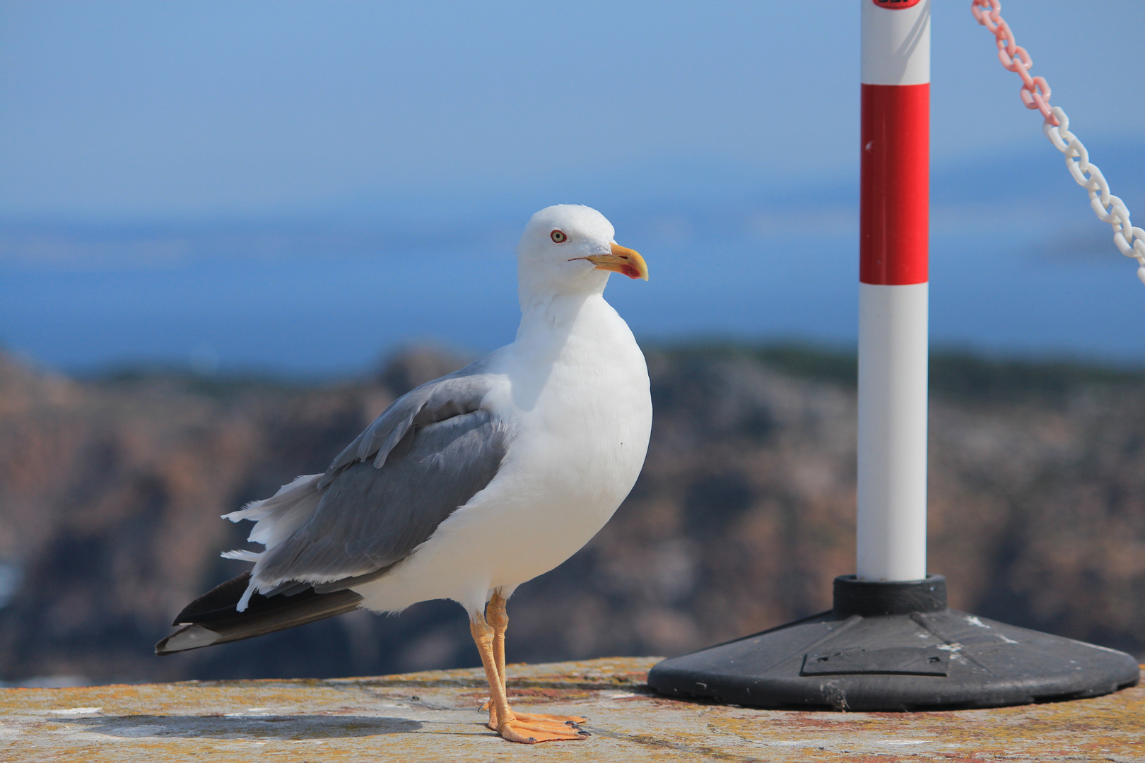 Gaviota Imagen & Foto | animales, aves, viajes Fotos de fotocommunity