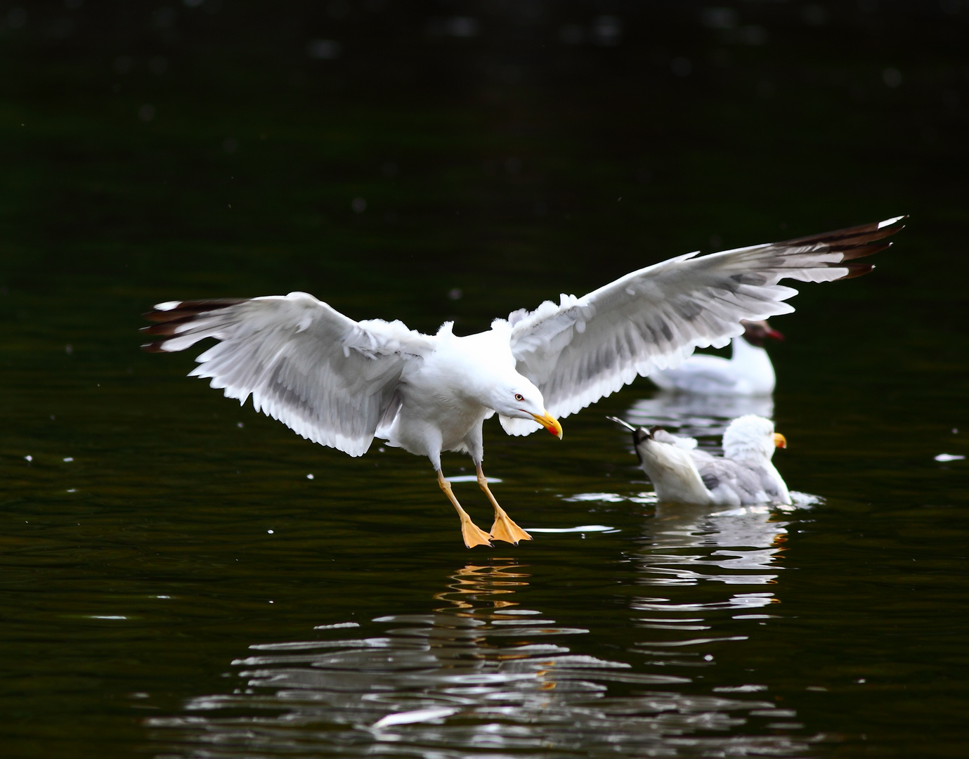 GAVIOTA