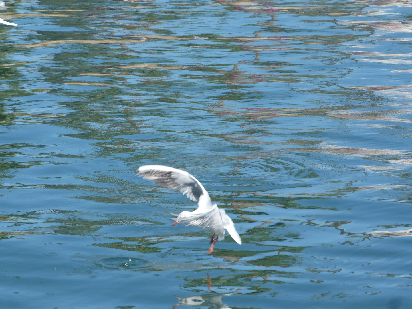 gaviota danzarina