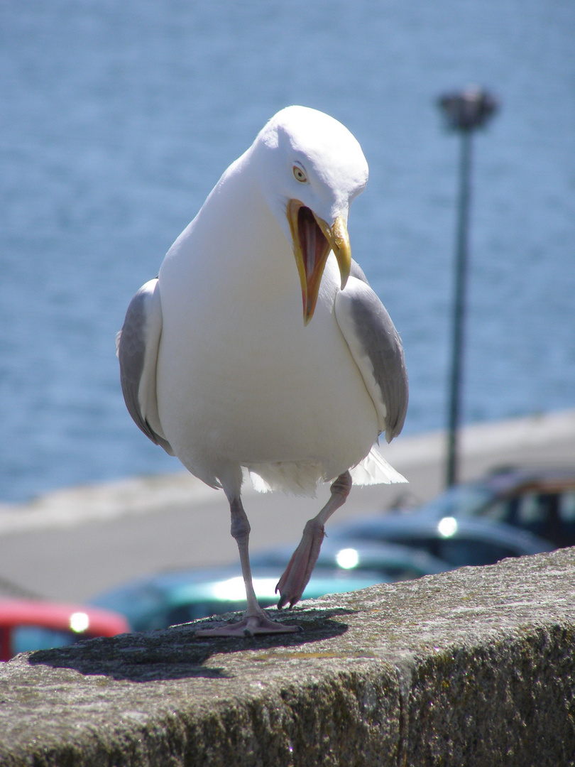 gaviota de saint malo