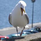 gaviota de saint malo