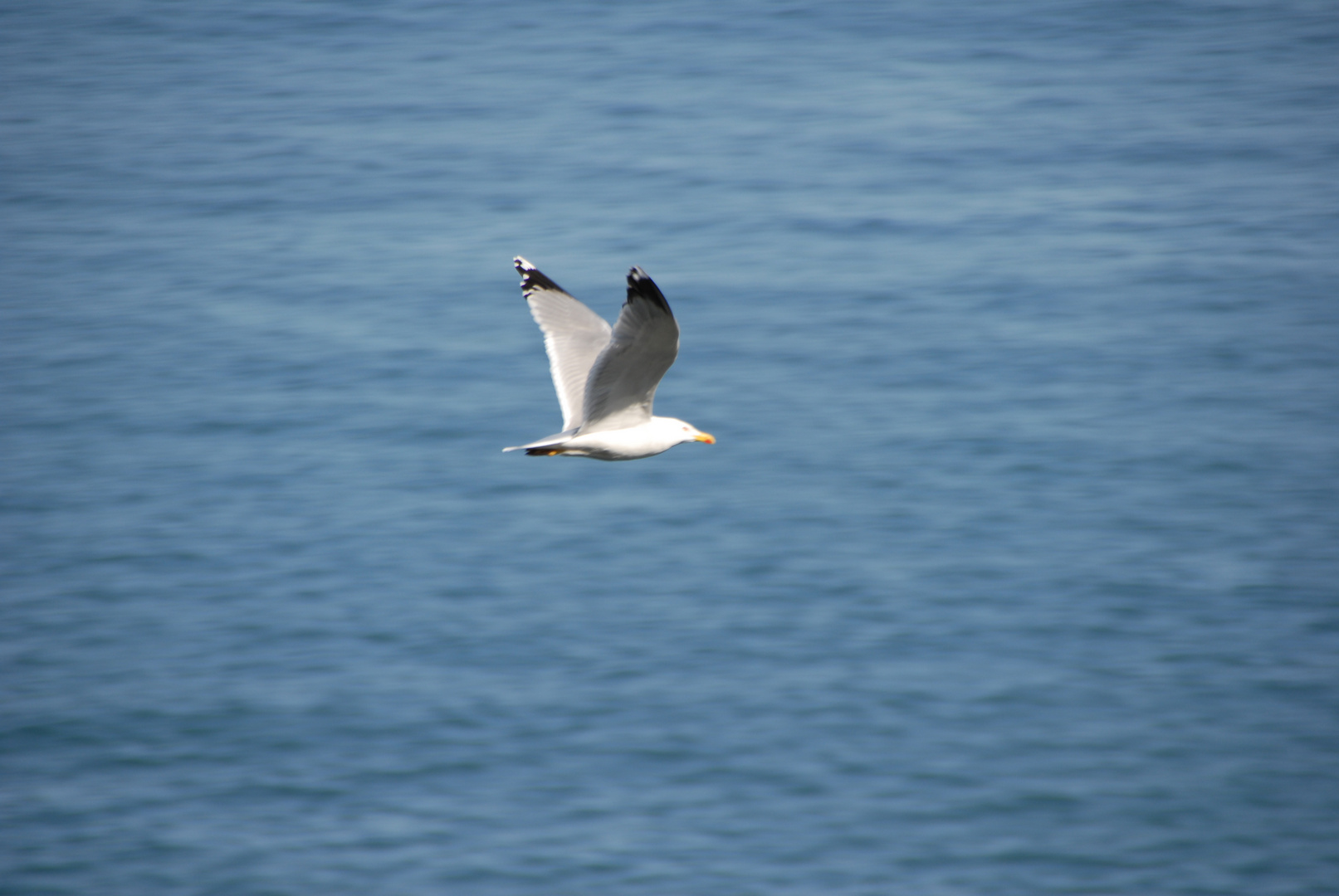 Gaviota, de viaje.