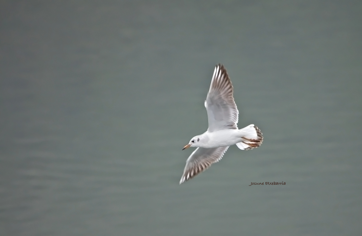 GAVIOTA (Dedicada a Pepe Caro)