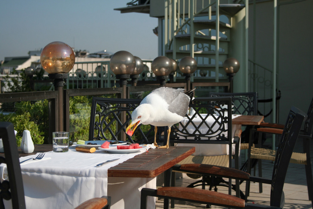 Gaviota desayunando mi fruta