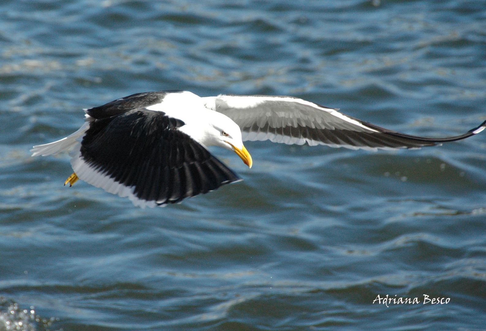 GAVIOTA