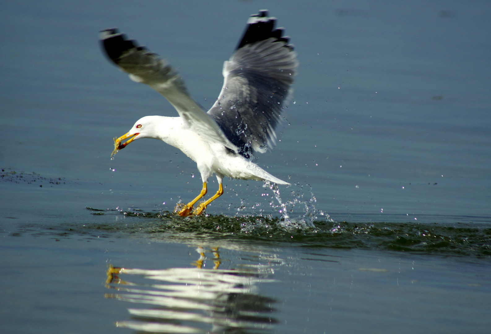 Gaviota Imagen & Foto | animales, aves, aves de agua Fotos de fotocommunity