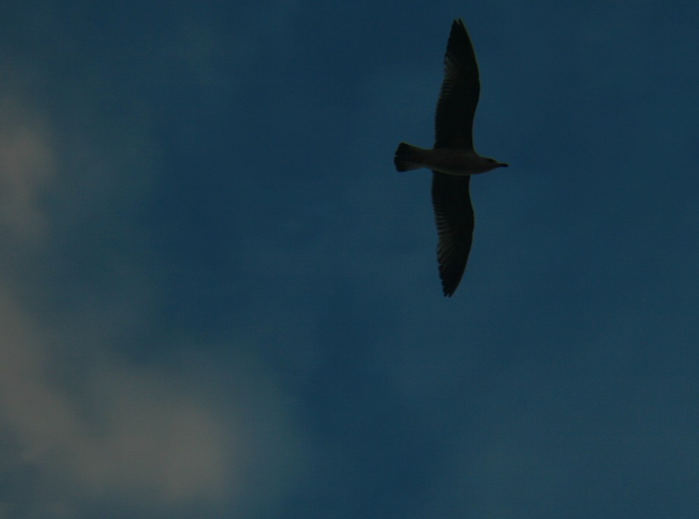 gaviota en azul