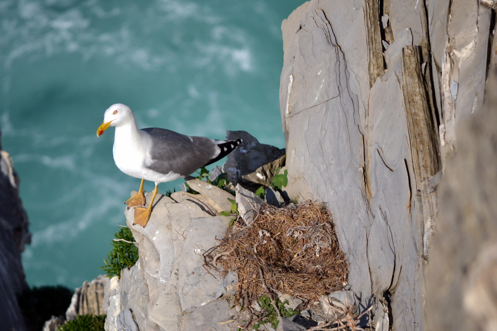 Gaviota en Barrika