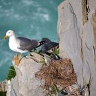 Gaviota en Barrika