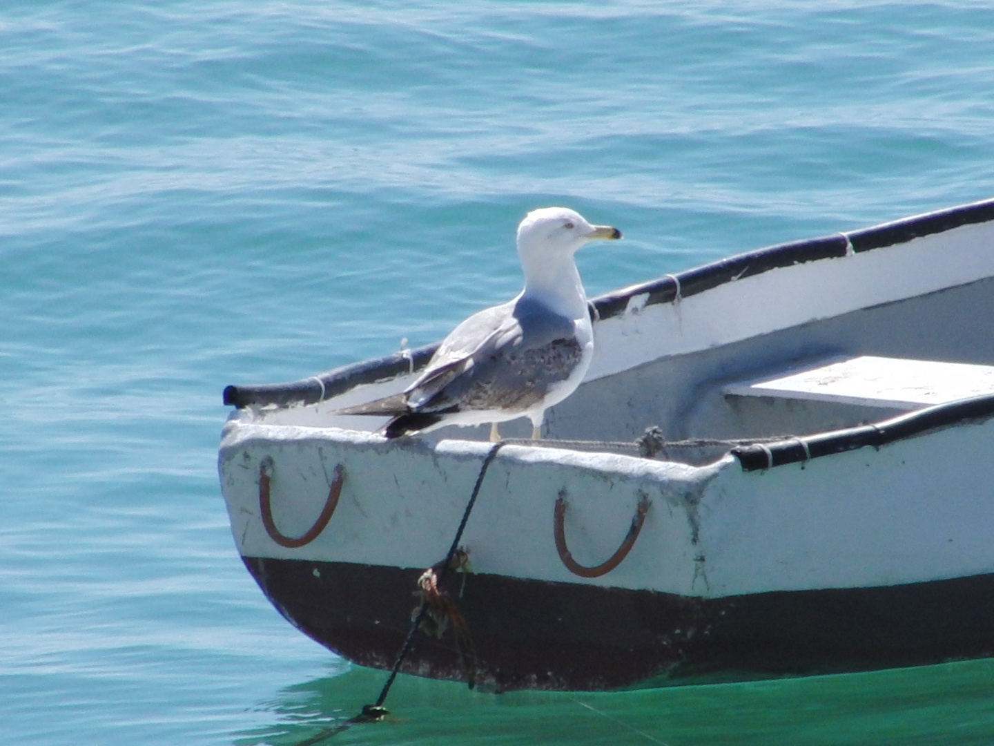 Gaviota en Caleta de Cádiz