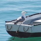 Gaviota en Caleta de Cádiz