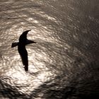 Gaviota en Calpe (Alicante)