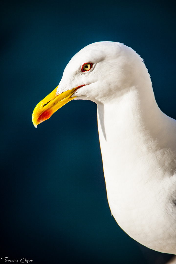 Gaviota en color