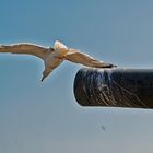 Gaviota en el cañón de Montjuic