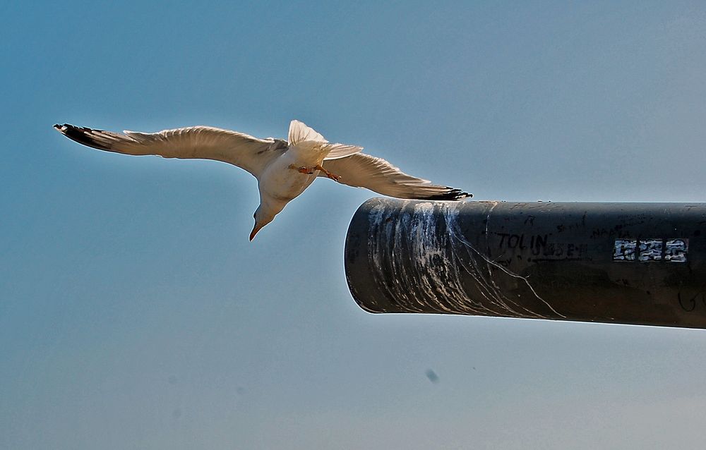 Gaviota en el cañón de Montjuic