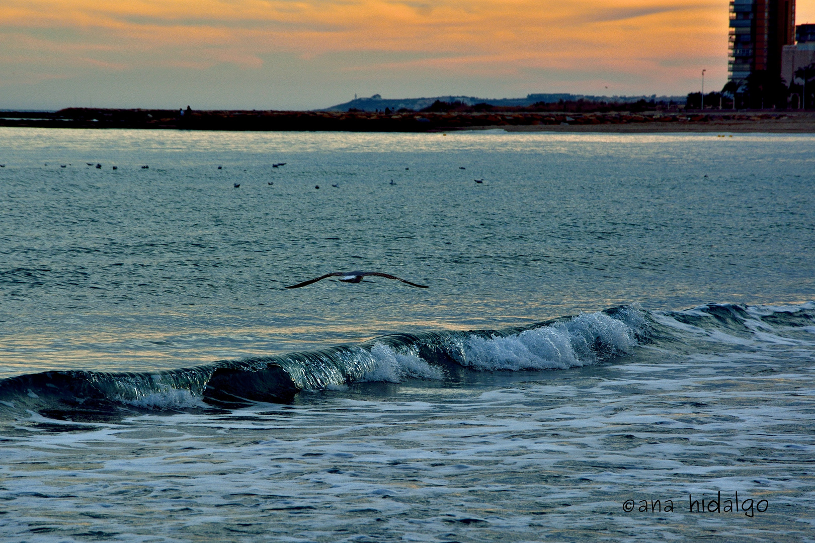 GAVIOTA EN EL CIELO