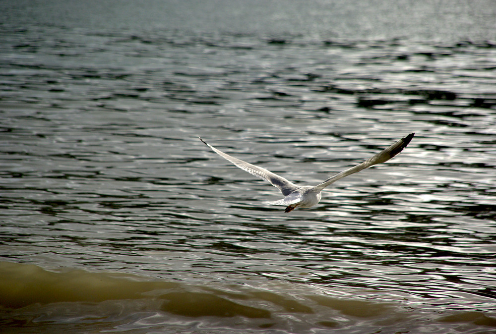 Gaviota en el puerto de Sóller