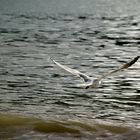 Gaviota en el puerto de Sóller