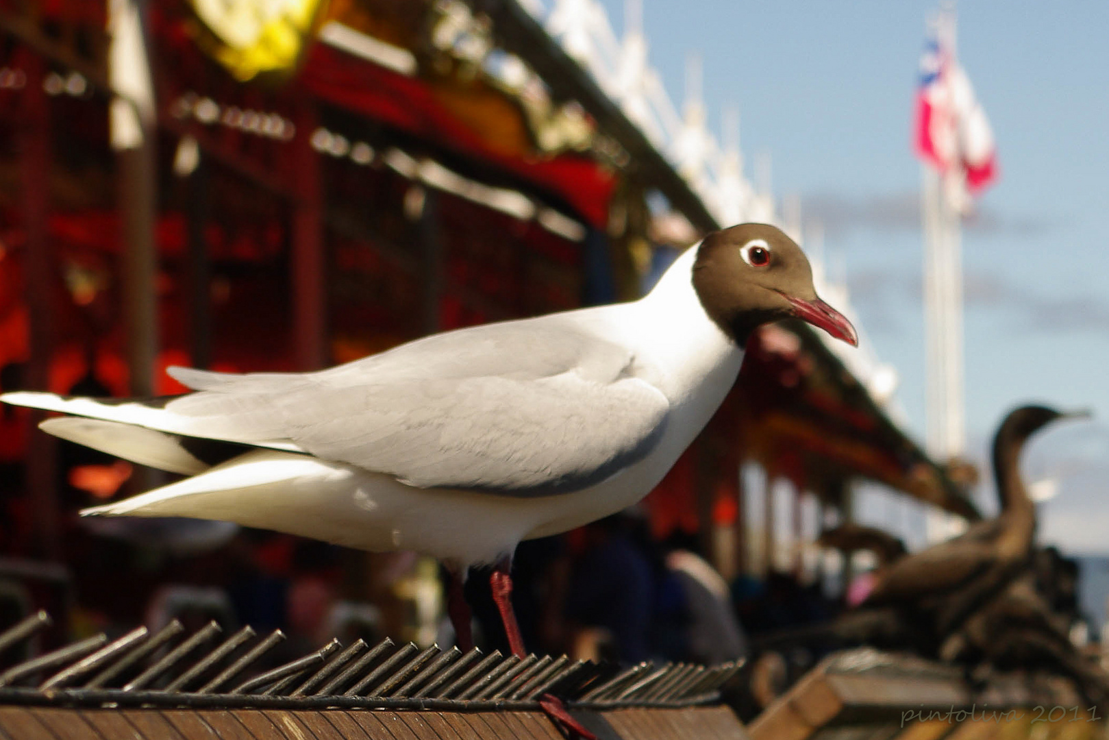 Gaviota en feria fluvial de Valdivia