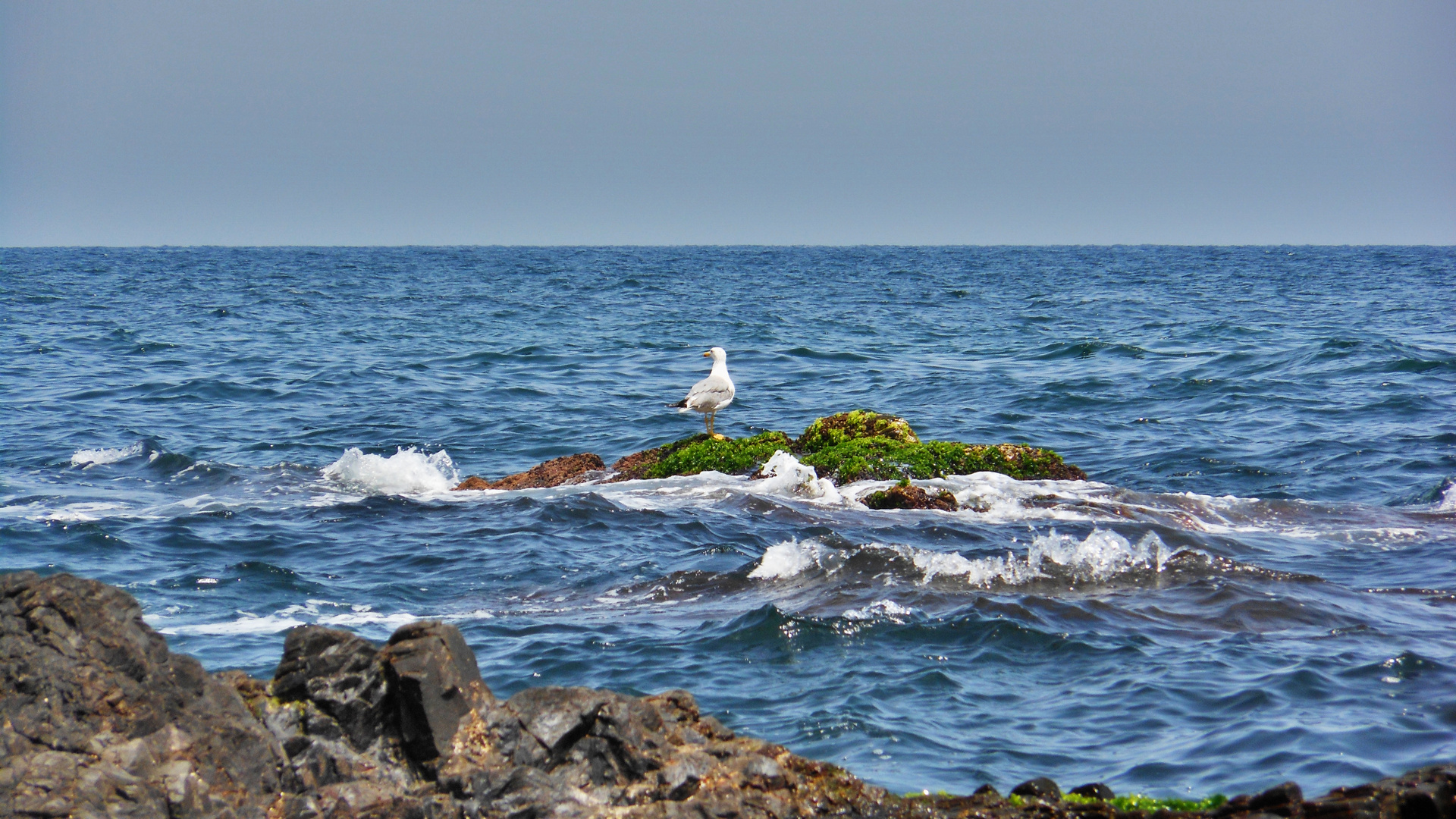 Gaviota en Villaricos